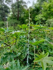 green plant in the garden
