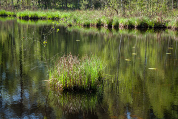 Tranquil wetland pond with spring greenery and reflections on the calm water surface, showcasing a vibrant aquatic habitat full of biodiversity and natural beauty