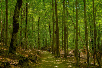 Hikers walking through the forest in the Ordesa and Monte Perdido Natural Park in Huesca, Aragon, Spain, Europe