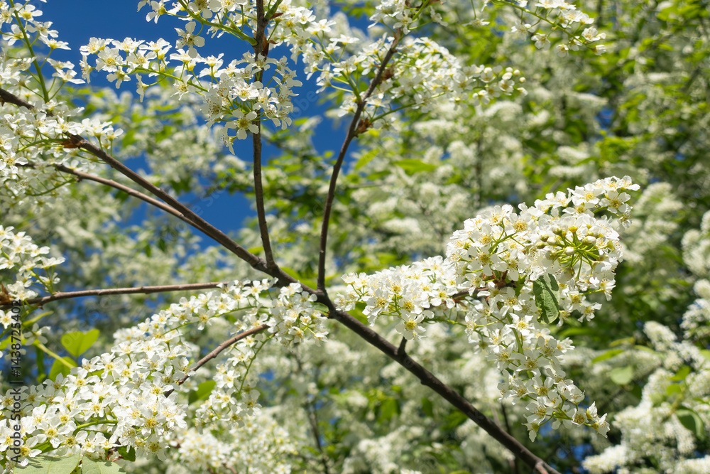 Poster tree with white flowers in full bloom against a blue sky. flowers are small and clustered together, 