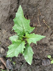 oak leaf on the ground