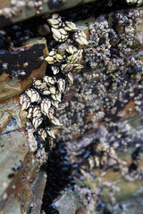 Close up of marine rock with barnacles and mussels. Background