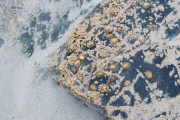 Marine rock with limpets, Patella vulgata. Backgrounds