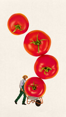 Smiling farmer man pushing wheelbarrow full of giant tomatoes against light background. Eco-friendly food market. Conceptual design. Concept of farming, harvest season, organic products, surrealism