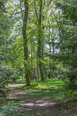 forêt au début du printemps