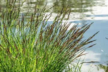 jolie plante aquatique au bord de l'étang au printemps