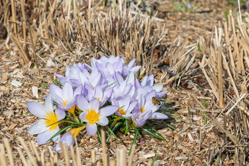 crocus en fleur et les premières abeilles