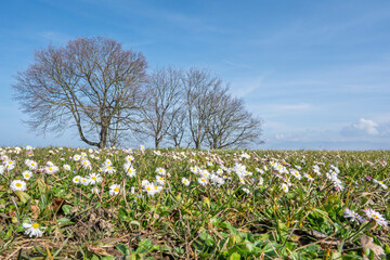 champ de pâquerettes au début du printemps 