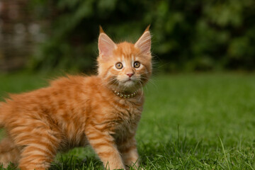 Naklejka premium One beautiful ginger maine coon kittens walking on the green glass and looking on summer sunny weather background. Fun closeup outdoor portrait