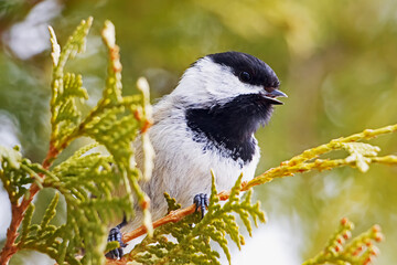 black-capped chickadee