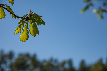 Close-up of young oak leaves illuminated by sunlight against a clear blue sky, capturing the freshness, simplicity, and vibrant beauty of early spring in nature