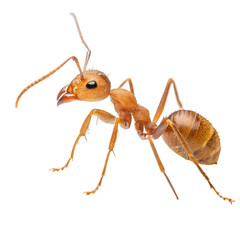 pharaoh ant png insect png small ant species white background image transparent background image