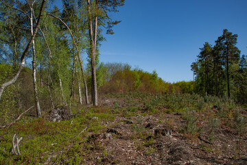 Forest regeneration area with young pines growing after clearcutting, symbolizing natural recovery, sustainable forestry practices, and environmental restoration under a clear blue spring sky
