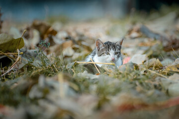 A beautiful colorful domestic cat is hiding among the fallen leaves in the backyard on the farm