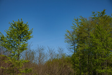 Fresh spring forest with young trees under a clear blue sky, symbolizing natural regeneration, biodiversity recovery, and sustainable nature conservation efforts in European landscapes