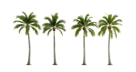 Side view of palm trees isolated on white background 
