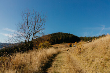 Obraz premium mountain landscapes of Ukraine, Carpathians, autumn mountains, picturesque autumn in the Carpathians, mountain peaks, mountain hills, mountain horizon, hiking, hiking in the Carpathians.