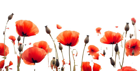 Top view of field poppy plant isolated on white background 
