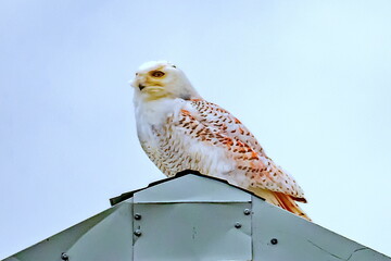 snowy owl