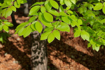 Close-up of fresh green beech leaves illuminated by sunlight in a natural forest, symbolizing...
