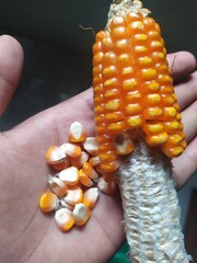 The appearance of corn after it has been harvested and the outer skin has been opened