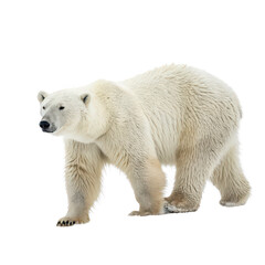 Present isolated on white background png gift box png wrapped present png holiday gift png festive decoration png transparent background image