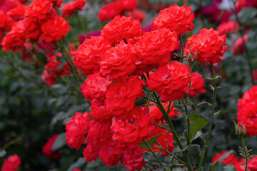 Fototapeta premium Beautiful red roses blooming in summer garden.
