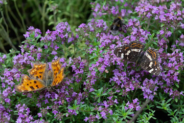 Butterflies pollinates flowers on a sunny day