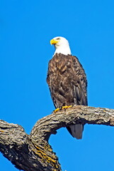 bald eagle