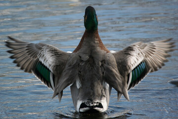 マガモの羽ばたき