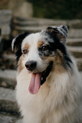 Happy Australian Shepherd dog with tongue out sitting on stone steps outdoors, close-up portrait in natural light. Portrait of beautiful blue merle aussie.