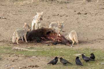 Coyotes (Canis latrans) at a bison kill in Yellowstone National Park