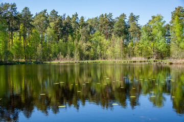 A peaceful spring forest perfectly mirrored on the calm surface of a lake, creating a stunning natural symmetry with vibrant greens, blues, and the delicate touch of floating water lilies
