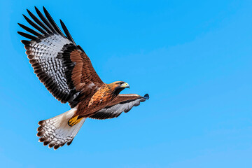 Fototapeta premium Eagle soaring with Palestinian colors