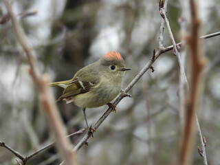 Ruby-Crowned Kinglet perching for a split second on a rainy spring morning

