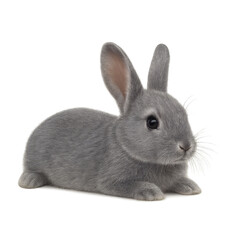 Obraz premium rabbit isolated on white