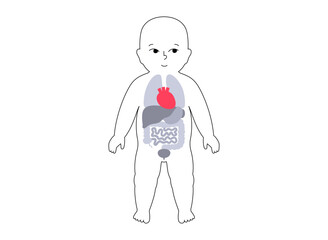 Internal organs of the child