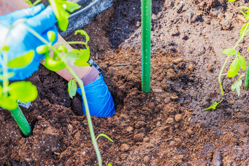 Hands in blue gloves digging hole for young tomato seedling planting near support stake in loose soil bed. Sweden.