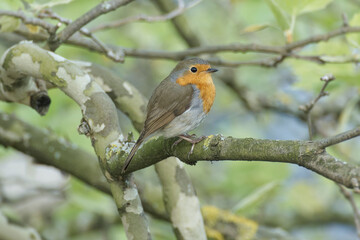 European robin (Erithacus rubecula) sitting on a tree branch in Zurich, Switzerland