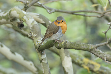 European robin (Erithacus rubecula) sitting on a tree branch in Zurich, Switzerland