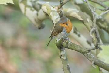European robin (Erithacus rubecula) sitting on a tree branch in Zurich, Switzerland