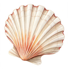 Scallop isolated on white background png scallop shellfish png fresh scallop png seafood delicacy png edible mollusk png transparent background image