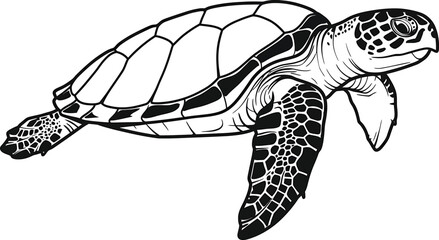 Black and White Vector Sea Turtle Illustration
