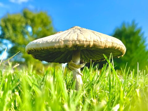 mushroom in the grass