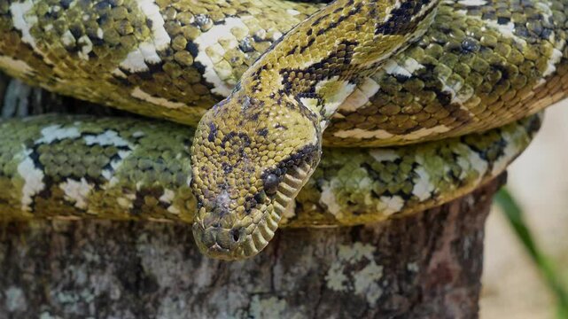 Close-up slow motion of a sanzinia madagascariensis snake flicking its tongue while wrapped around a tree trunk