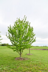 Fototapeta premium Tree in a Field