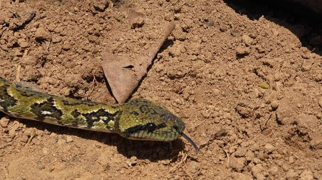 Madagascar ground boa moving across rough terrain, displaying detailed scale texture in vivid close-up tracking shot