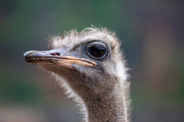 ostrich head close up