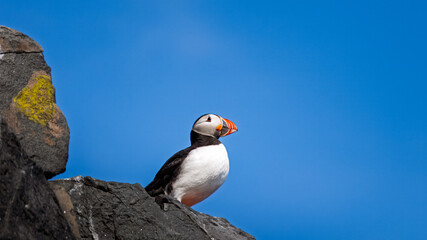 Puffins  on Farne Islands, Northumberland Spring 2025