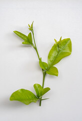 Rama de planta de cítrico joven con hojas verdes sobre fondo blanco - foto de stock 